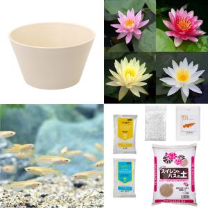 (ビオトープ)(めだか)初心者向け 睡蓮鉢で育て...の商品画像