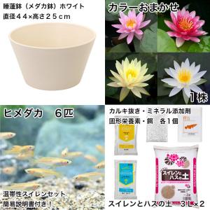 (ビオトープ)(めだか)初心者向け 睡蓮鉢で育...の詳細画像1