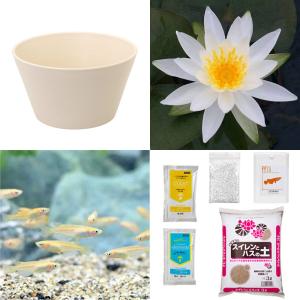 (ビオトープ)(めだか)初心者向け 睡蓮鉢で育て...の商品画像