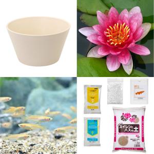 （ビオトープ）（めだか）初心者向け　睡蓮鉢で育てる　メダカ飼育セット（ホワイト）温帯性スイレン赤＋ひめだか６匹　説明書付　本州四国限定　飼育セット