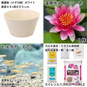 (ビオトープ)(めだか)初心者向け 睡蓮鉢で育...の詳細画像1