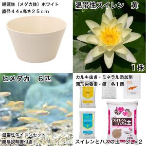(ビオトープ)(めだか)初心者向け 睡蓮鉢で育...の詳細画像1