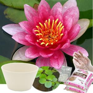 送料無料　●母の日ギフト●睡蓮鉢（ホワイト）　温帯性睡蓮セット（赤）　同梱不可　５月１日〜５月１０日にお届け