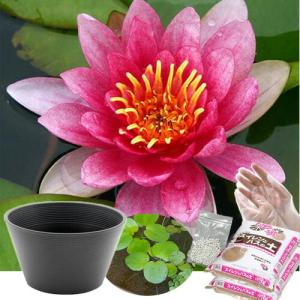 送料無料　●母の日ギフト●睡蓮鉢（グレー）　温帯性睡蓮セット（赤）　同梱不可　５月１日〜５月１０日にお届け
