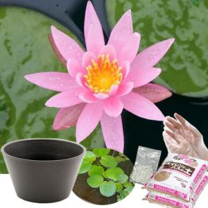 送料無料　●母の日ギフト●睡蓮鉢（ブラウン）　温帯性睡蓮セット（桃）　同梱不可　５月１日〜５月１０日にお届け