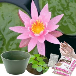 送料無料 ●母の日ギフト●睡蓮鉢(グリーン) 温...の商品画像