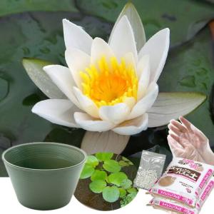 送料無料　●母の日ギフト●睡蓮鉢（グリーン）　姫睡蓮セット（白）　同梱不可　５月１日〜５月１０日にお届け