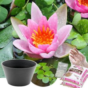 送料無料　●母の日ギフト●睡蓮鉢（グレー）　姫睡蓮セット（赤）　同梱不可　５月１日〜５月１０日にお届け
