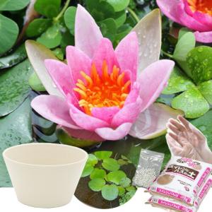 送料無料　●母の日ギフト●睡蓮鉢（ホワイト）　姫睡蓮セット（赤）　同梱不可　５月１日〜５月１０日にお届け