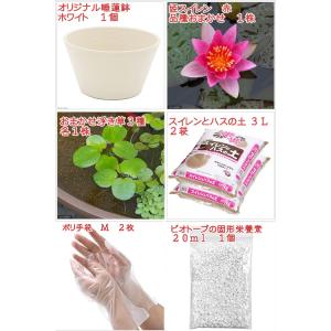 送料無料 ●母の日ギフト●睡蓮鉢(ホワイト) ...の詳細画像1