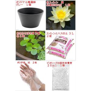 送料無料 ●母の日ギフト●睡蓮鉢(グレー) 姫...の詳細画像1