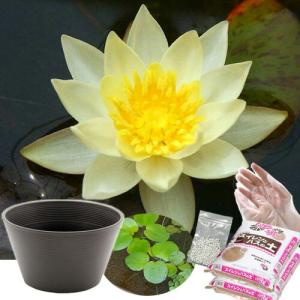送料無料　●母の日ギフト●睡蓮鉢（ブラウン）　姫睡蓮セット（黄）　同梱不可　５月１日〜５月１０日にお届け