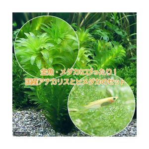 （めだか）（水草）メダカ・金魚藻　国産　アナカリス（無農薬）（５本）＋ヒメダカ（６匹）