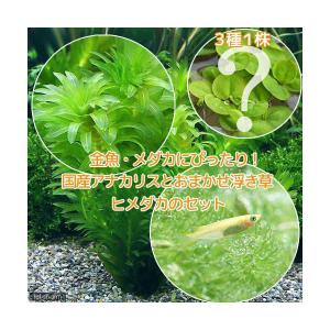 （めだか）（水草）メダカ・金魚藻　国産　アナカリス（無農薬）（５本）＋おまかせ浮き草３種＋ヒメダカ（６匹）