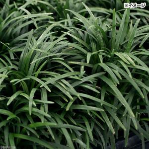 （観葉植物）ジャノヒゲ（リュウノヒゲ）玉竜（タマリュウ）２．５〜３号（２４ポット）