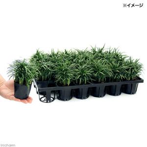 (観葉植物)ジャノヒゲ(リュウノヒゲ)玉竜(タ...の詳細画像1