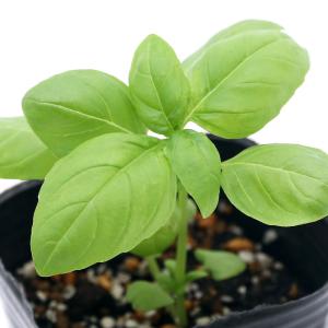 （観葉植物）ハーブ苗　バジル　スイートバジル　３〜３．５号（１ポット）　家庭菜園　料理　ティー｜charm 第2ヤフー店