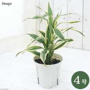 （観葉植物）ドラセナ　サンデリアーナ（品種おまかせ）　４号（１鉢）