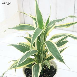 (観葉植物)ドラセナ サンデリアーナ(品種おま...の詳細画像1