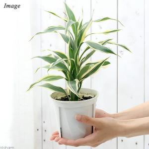 (観葉植物)ドラセナ サンデリアーナ(品種おま...の詳細画像2