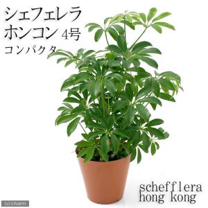 （観葉植物）シェフレラ　ホンコン　コンパクタ　４号（１鉢）