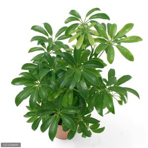 (観葉植物)シェフレラ ホンコン コンパクタ ...の詳細画像1
