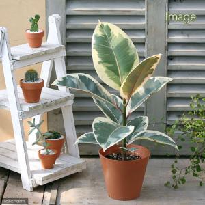 （観葉植物）フィカス　エラスティカ　ティネッケ　４号（１鉢）