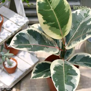 (観葉植物)フィカス エラスティカ ティネッケ...の詳細画像1