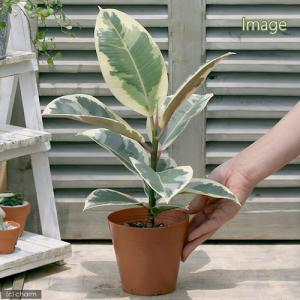 (観葉植物)フィカス エラスティカ ティネッケ...の詳細画像2