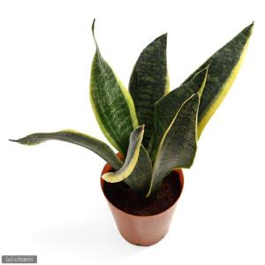 (観葉植物)インテリア サンスベリア 4号(1鉢)の詳細画像1