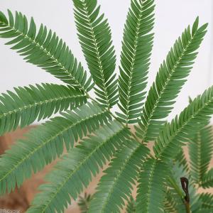 (観葉植物)エバーフレッシュ 3.5〜4号(1鉢)の詳細画像1