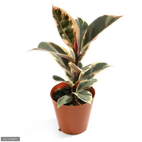 （観葉植物）フィカス　エラスティカ　ルビー　４号（１鉢）