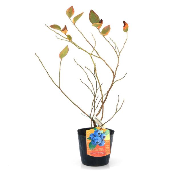 （観葉植物）果樹苗　ブルーベリー　シャープブルー　サザンハイブッシュ系　５号（１鉢）　家庭菜園　果物...