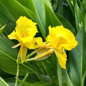 （ビオトープ）水生植物　カンナ　フラッキダ　４号（１ポット）（休眠状態）