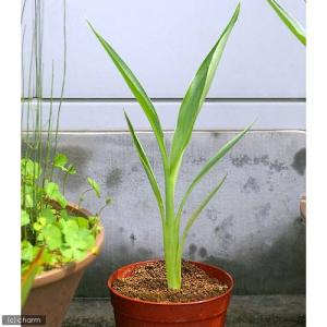 (ビオトープ)水生植物 カンナ フラッキダ 4...の詳細画像1