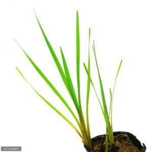 (ビオトープ)水生植物 ミクリ(無農薬)(1ポ...の詳細画像1