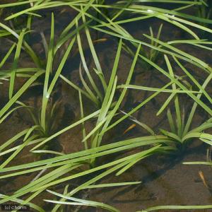 (ビオトープ)水生植物 ミクリ(無農薬)(1ポ...の詳細画像2