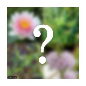 （ビオトープ）水生植物　ビオトープビギナーセット　温帯性スイレン＋水辺植物３種類