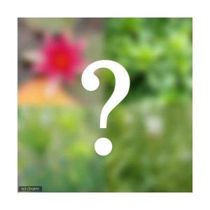 （ビオトープ）水生植物　ビオトープビギナーセット　姫スイレン＋水生植物３種類