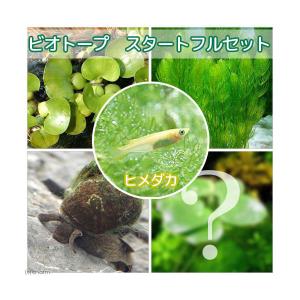 (めだか)ヒメダカ 初心者フルセット ビオトープ用の商品画像