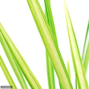 (ビオトープ)水生植物 斑入りコガマ(無農薬)...の詳細画像1