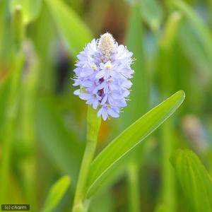 （ビオトープ）水生植物　ポンテデリア　ランケオラータ（１ポット）　抽水植物（休眠状態）