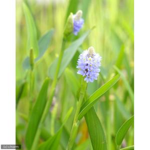 (ビオトープ)水生植物 ポンテデリア ランケオ...の詳細画像1