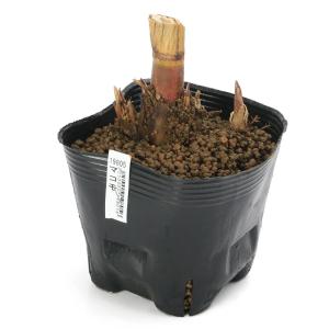 （ビオトープ）水生植物　マコモ（真菰）（１ポット）　湿性植物（休眠状態）