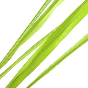 (ビオトープ)水生植物 マコモ(真菰)(無農薬...の詳細画像1