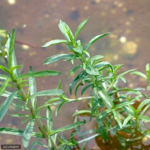 (ビオトープ)水生植物 ハーツペニーロイヤルミ...の詳細画像1