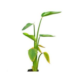 （ビオトープ）水生植物　タリア　ゲニクラータ　４号（１ポット）