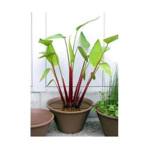 （ビオトープ）水生植物　タリア　ゲニクラータ　ルミノイデス（１ポット）（休眠状態）