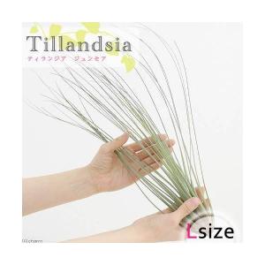 （観葉植物）エアープランツ　チランジア　ジュンセア　Ｌサイズ（１株）