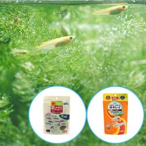 （めだか）ヒメダカ（６匹）キョーリン　ちびっこメダカ＋メダカプロス　育成セット　メダカ　えさ　本州四国限定